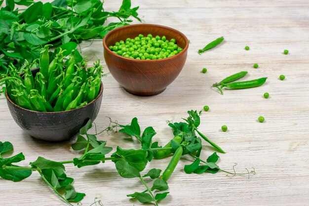 Two bowls of fresh young green peas in stitches and peeled against a background of leaf shoots sprigs of young green peas on a white wooden table