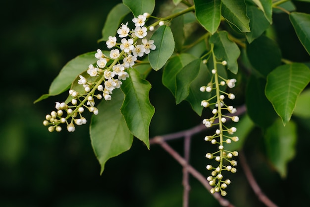 Two branches of a blossoming cherry bird close-up on dark