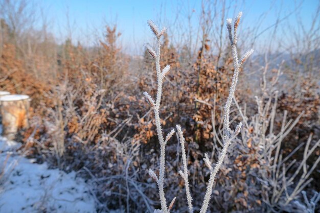 Two branches of a bush covered with ice crystals and frost