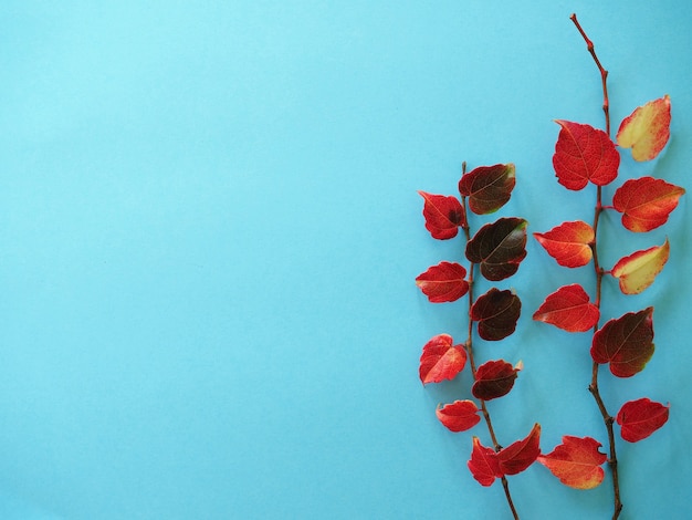 푸른 배경에 붉은 잎이 있는 두 개의 가지 아이비 밝은 가을 배경