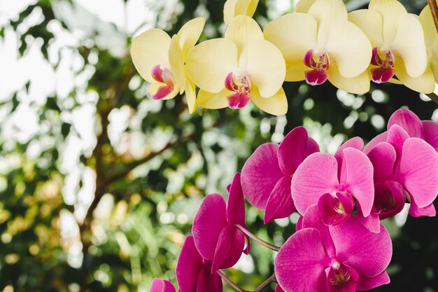 Two branches of pink and yellow orchid plants in the garden