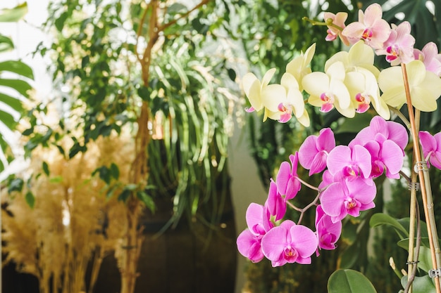 Две ветви розовых и желтых орхидей в саду