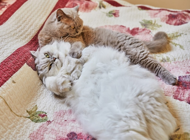 Two British cats, long-haired and short-haired, are hugging on the bed.