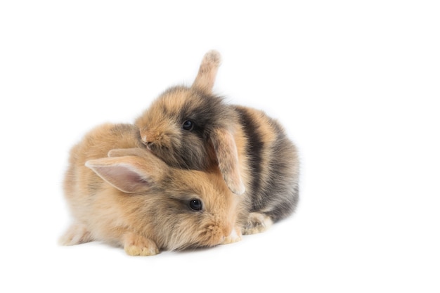 Two brown adorable baby rabbit on white background