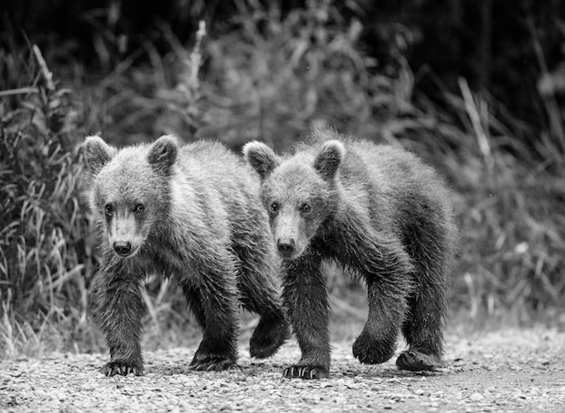 2匹のヒグマの子が隣同士の小道を進んでいます