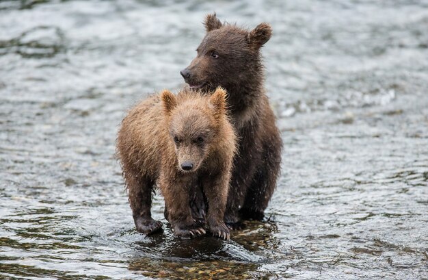 Два медвежонка бурого медведя стоят в реке рядом друг с другом. СОЕДИНЕННЫЕ ШТАТЫ АМЕРИКИ. Аляска. Национальный парк Катмай.