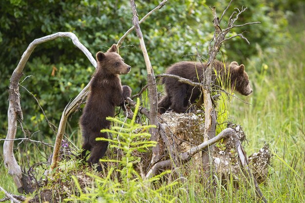 Two brown bear cubs climbing uprooted tree in forest