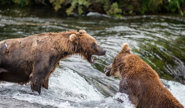 Two brown bears are playing with each other in the water in Katmai National Park, Alaska, USA