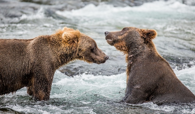 Two brown bears are playing with each other in the water in Katmai National Park, Alaska, USA