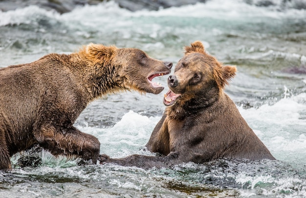 Two brown bears are playing with each other in the water in Katmai National Park, Alaska, USA