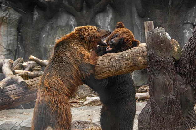 Two brown bears playing with each other