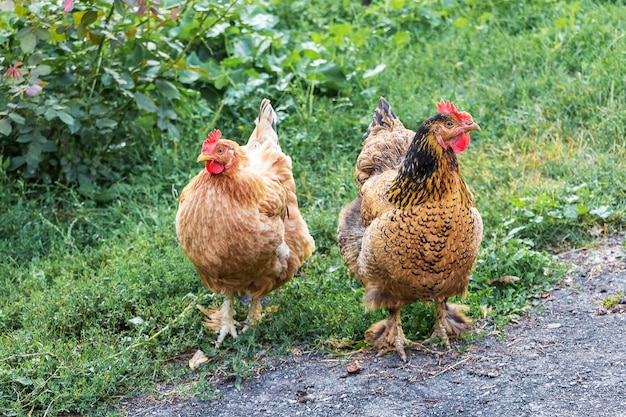 Photo two brown chicken in the garden on the farm