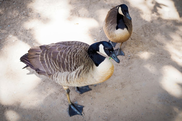 Two brown ducks walking on the ground