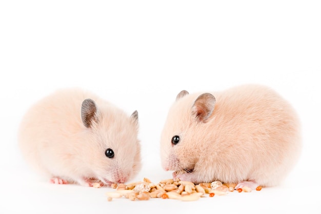 two brown hamsters eat on a light background