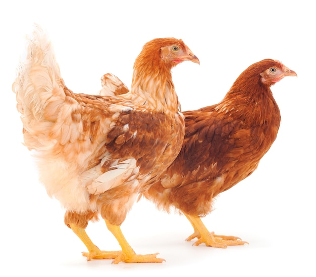 Two brown hen isolated