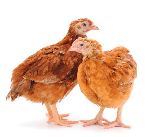 Two brown hen isolated