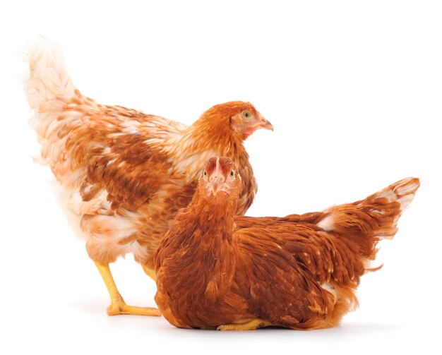 Two brown hens isolated on white background