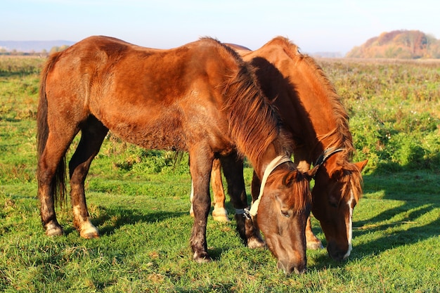 Two brown horses graze in summer