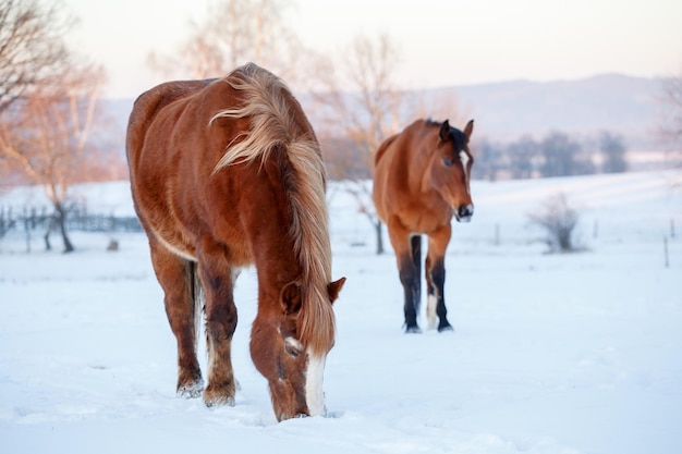 Two brown horses in a pasture in winter cold winter day