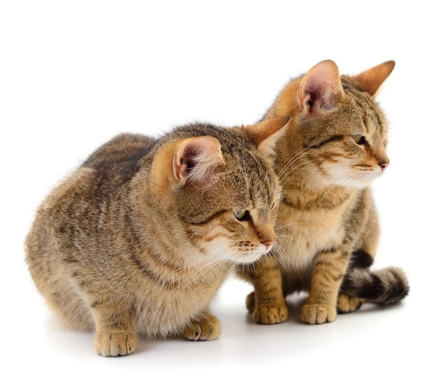 Две коричневые домашние кошки