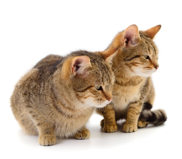 Two brown house cats