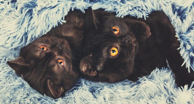 Two brown kitten lying together on a fluffy blanket