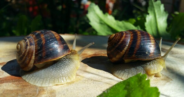 Photo two brown snail crawling on a tree stump