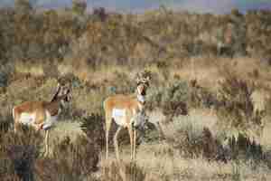 Photo two brownandwhite animals stock photo