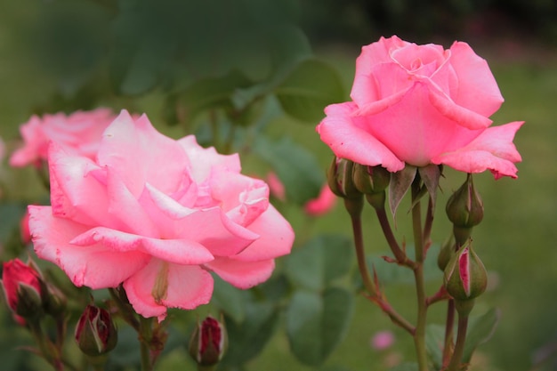Два бутона розовой розы греются в лучах утреннего солнца обои на компьютер