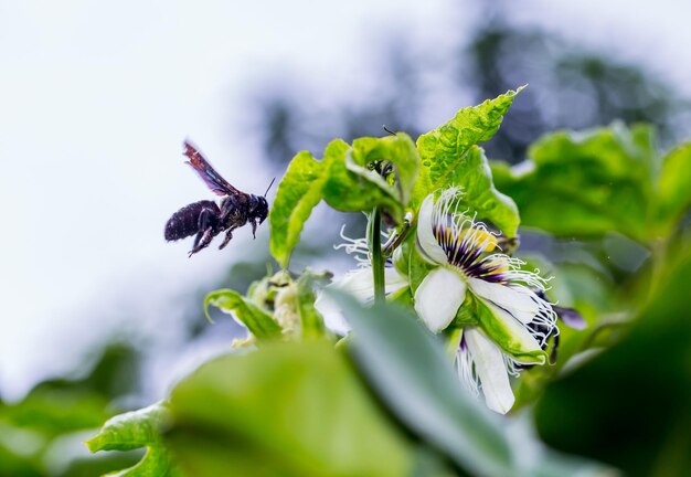 Two bumblebee in the flower stock photo