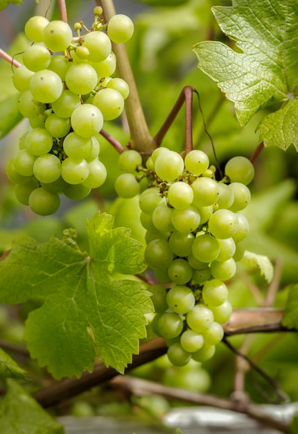 Two bunches of juicy green grapes on a vine.