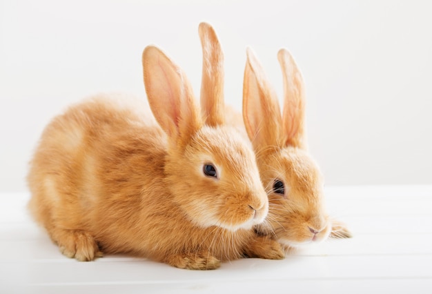 Two bunnies on white background