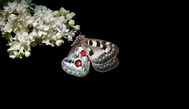 Photo two butterflies are shown on a flower, the picture is from the book of the butterfly.