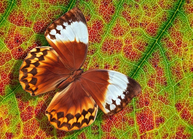 두 개의 나비가 녹색과 빨간색 표면에 표시됩니다.