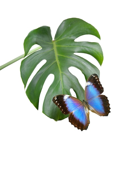 На листе с белым фоном изображены две бабочки.