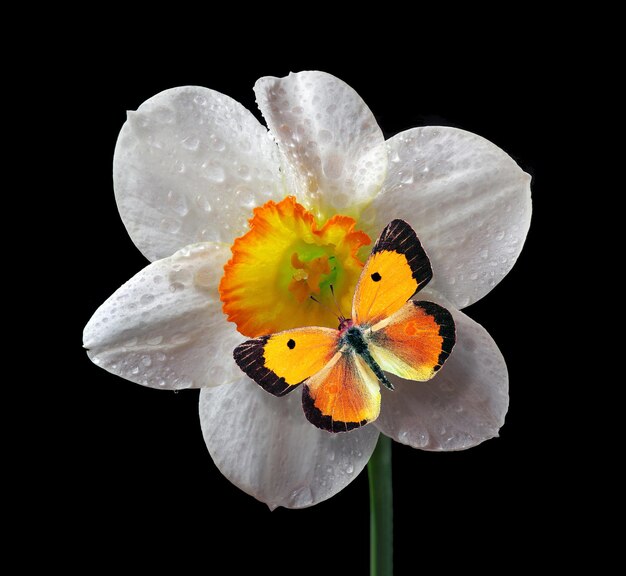 Foto due farfalle sono su un fiore bianco con gocce d'acqua.