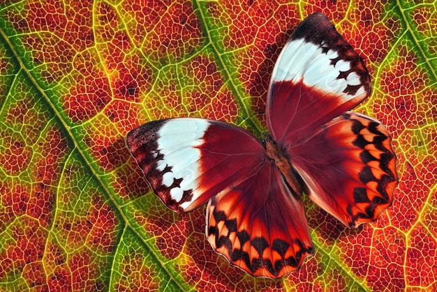 two butterflies on a leaf, one of which has a red and green pattern.