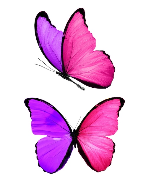 Premium Photo | Two butterflies with colored wings. purple moths. pink ...