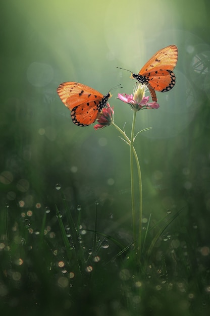 Foto due farfalle sul fiore