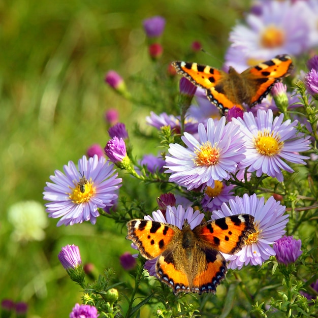 Две бабочки на цветах