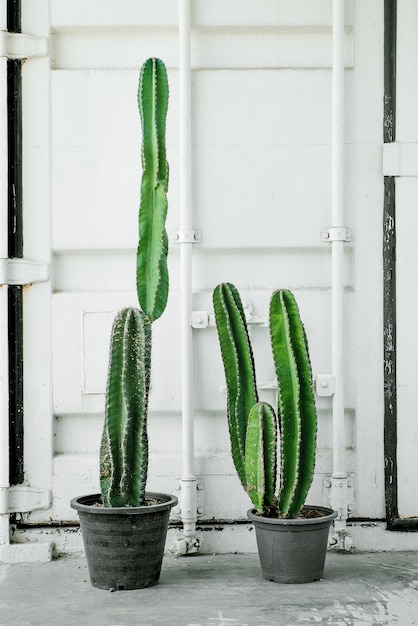 two cactus with iron white background