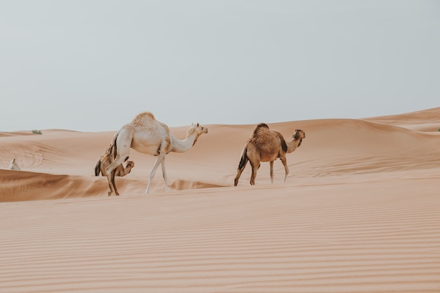 Photo two camels in the arabic desert