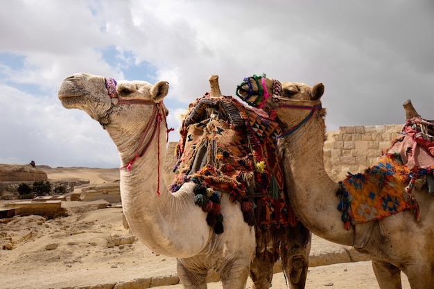 사막 이집트 카이로에서 두 마리의 낙타