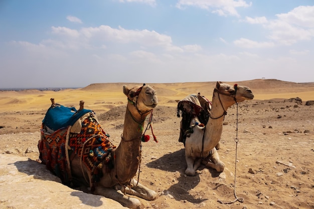 Two camels in the desert. Egypt.