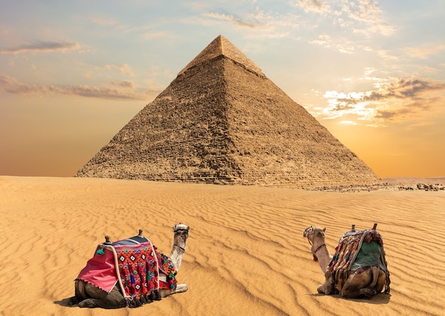 Two camels near the Pyramid of Chephren, Egypt.