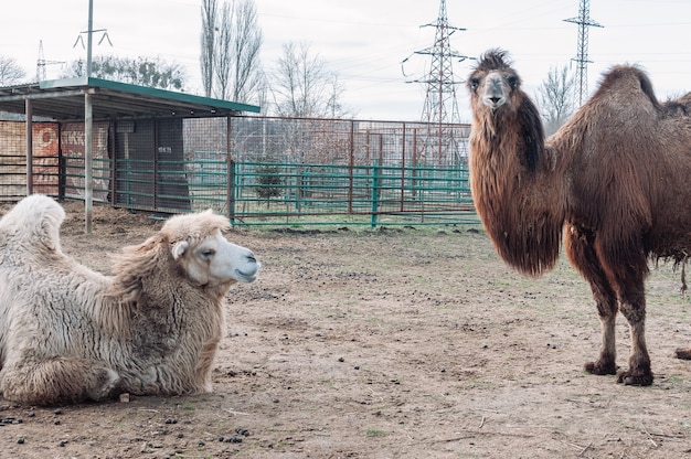 Two camels in a paddock on a farm look into the frame. the\
animal is on the farm at the zoo. camelus bactrianus, a large\
ungulate animal that lives in the steppes of central asia.