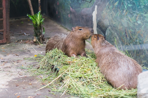 Due capybara che mangiano erba nello zoo di dusit, tailandia.