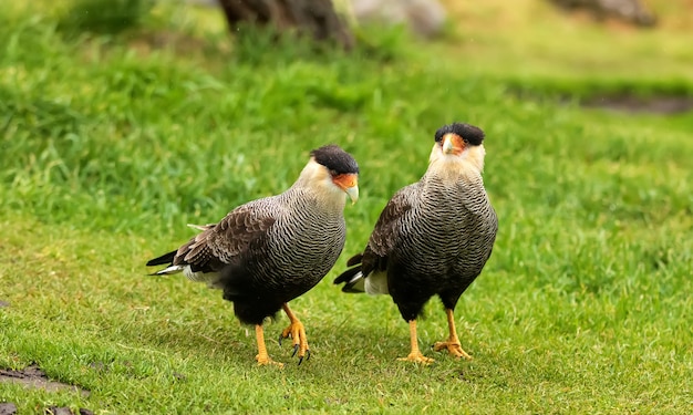 Two Caracaras in the Torres del Paine National Park, Chile