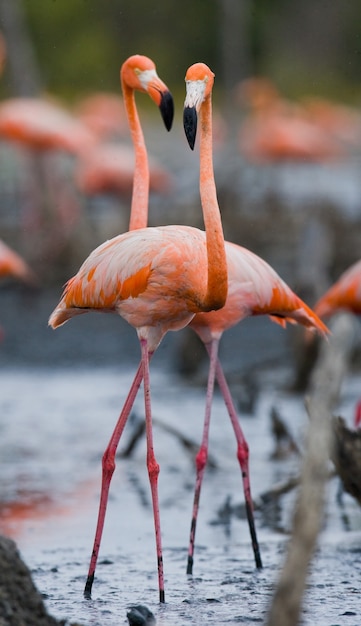 Two Caribbean flamingos playing with each other 