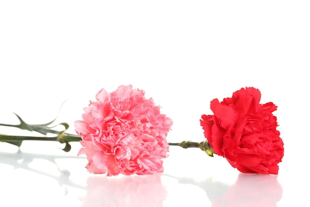 Two carnation isolated on white